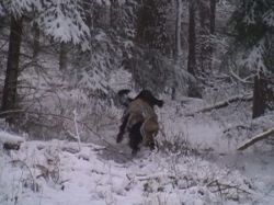 Enno bringt einen Fuchs